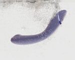 Womanizer OG - G-punkt stimulator - Lilla